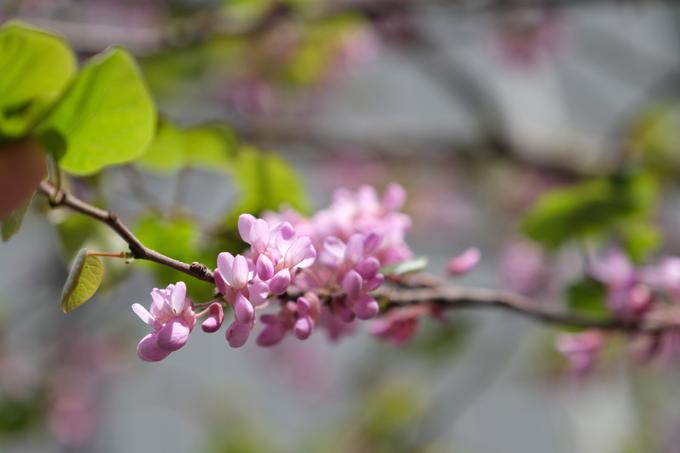 Karanja Oil: Our prettiest Source of Organic Glycerine